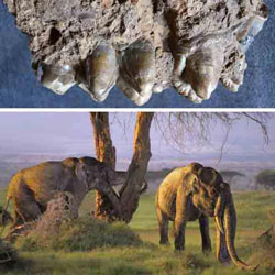 Extinct Elephants from Mai-Ghebro near Kudo-Felassi