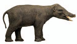 احفورة فيل ارتري يعود عمره إلى 27 مليون سنة