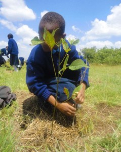 Exemplary tree-planting initiative by an elderly couple